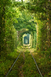 Серед дерев