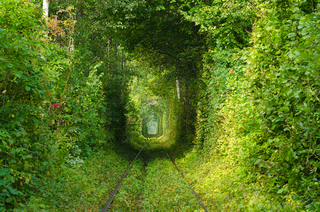 Зелений тунель