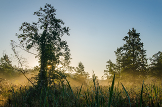 Літній ранок