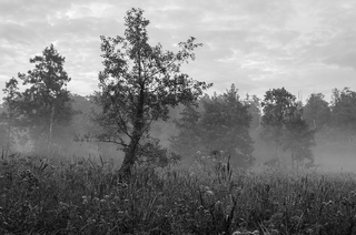 Туман на болоті