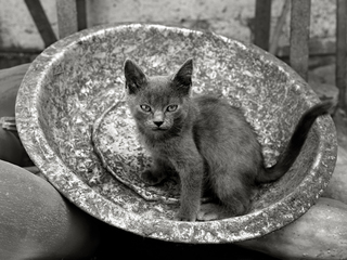 Серый на блюде