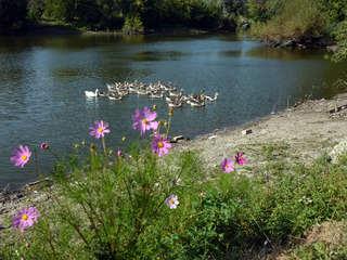 6. Одно утро в Шубкове