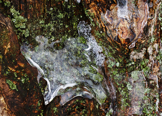 Поклик зимового звіра