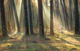 Ранок в сосновому бору