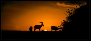 Dawn in the mountains