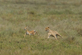 CHEETAH POUNCING