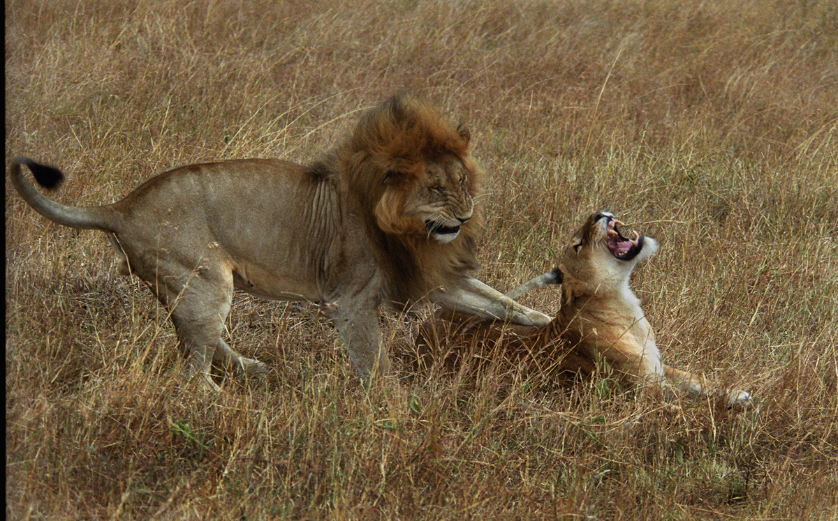 LION FOREPLAY