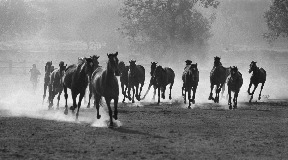 GALLOPING HORSES