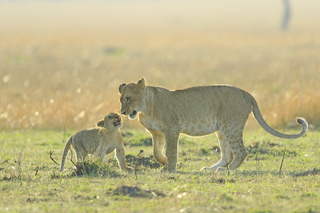 lion cub feisty