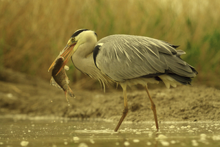 heron catches fish