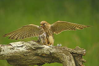 kestrel takes sparrow