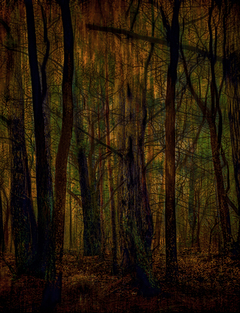 Кольорові сни велетнів лісу