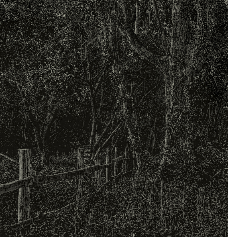 Забутий сад