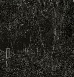 Забутий сад