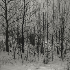 Зимові сутінки, туман та сум