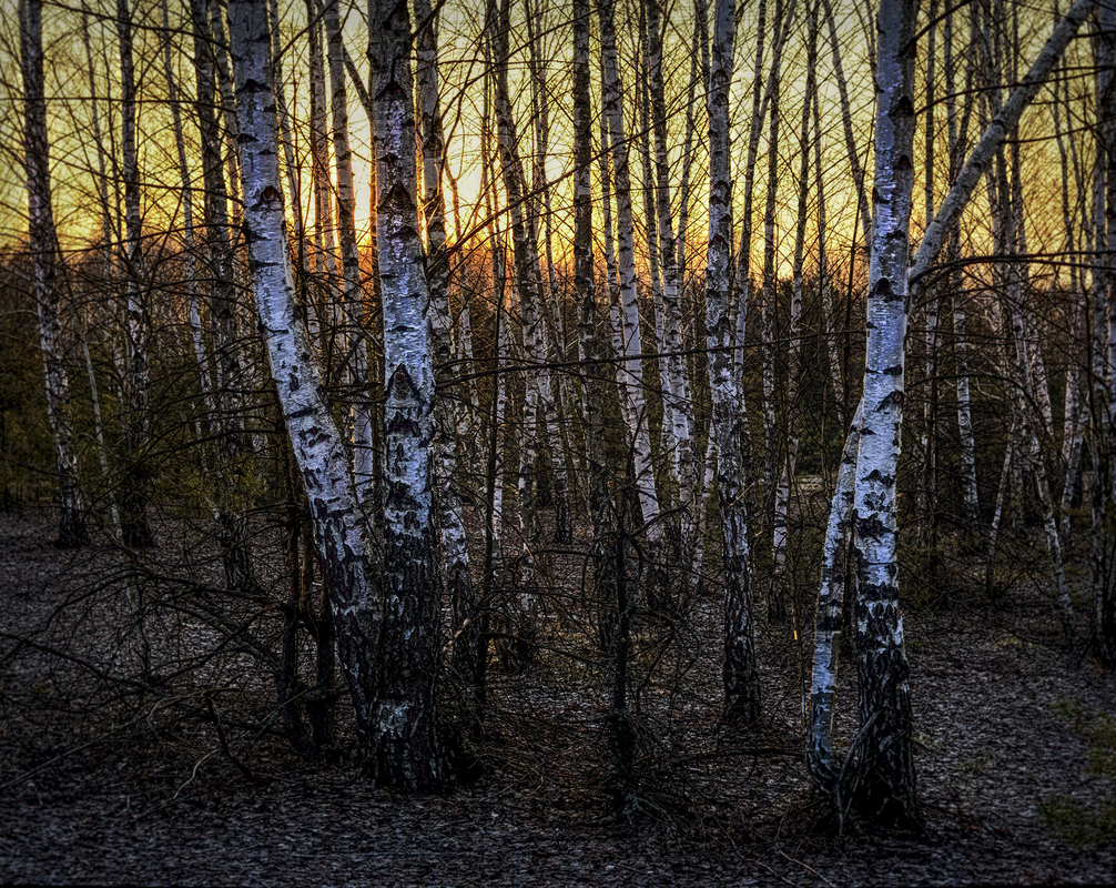 Ода сонцю і березам