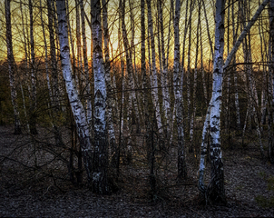 Ода сонцю і березам