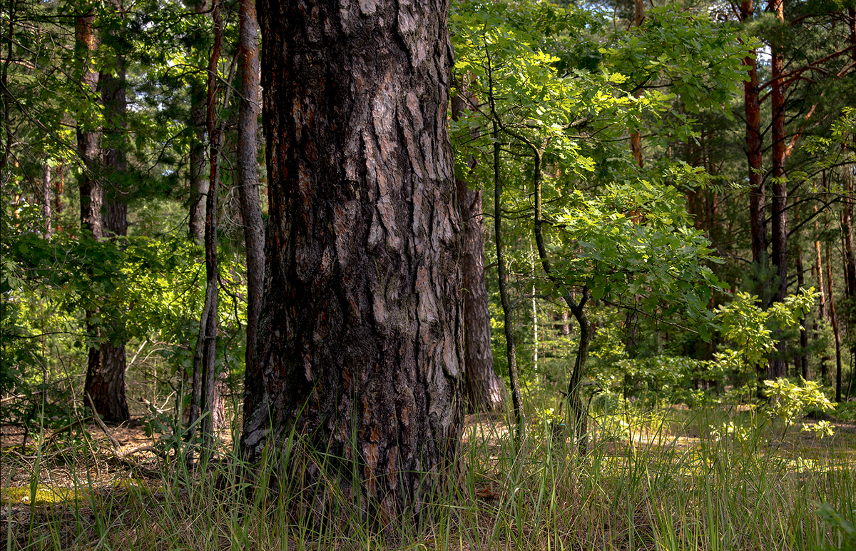 Лісові брати
