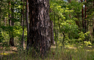 Лісові брати