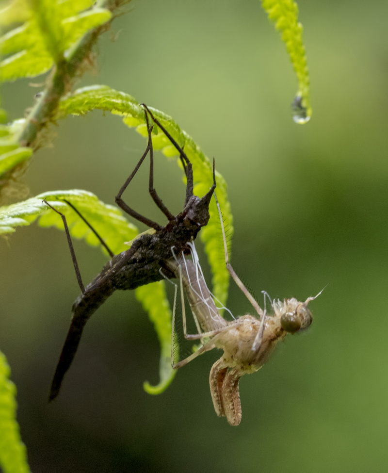 Emerging Dragonfly