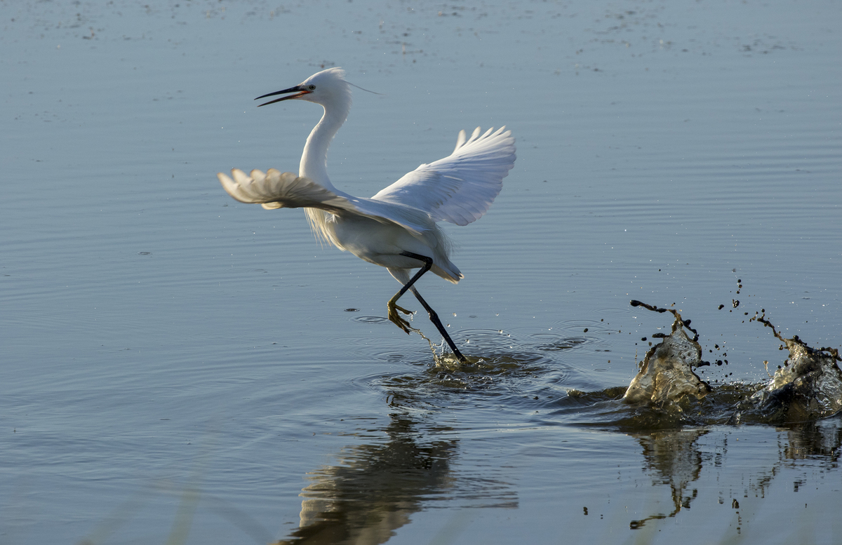 Startled Egret