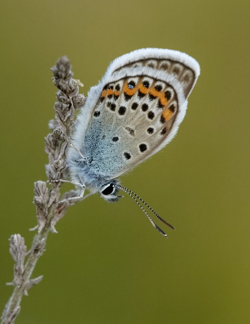 Silver Studded Blue