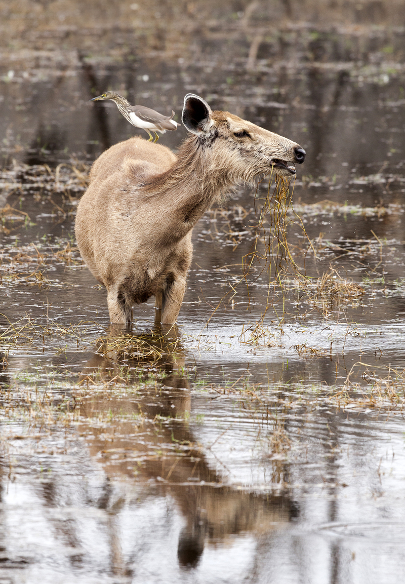 Samba Deer with Squacco Heron