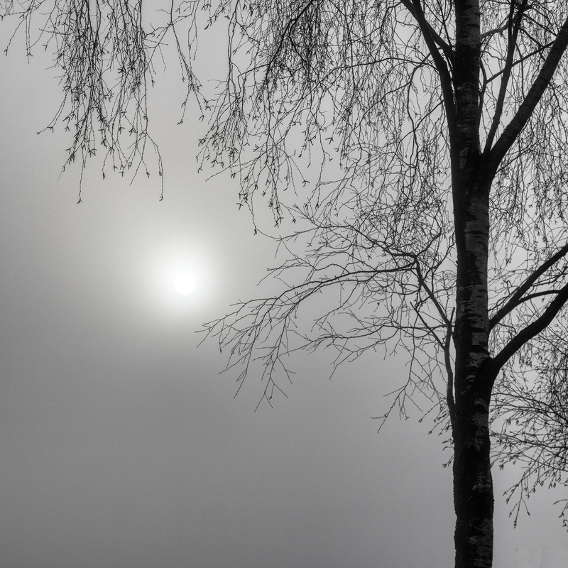 Sun Through the Filagree