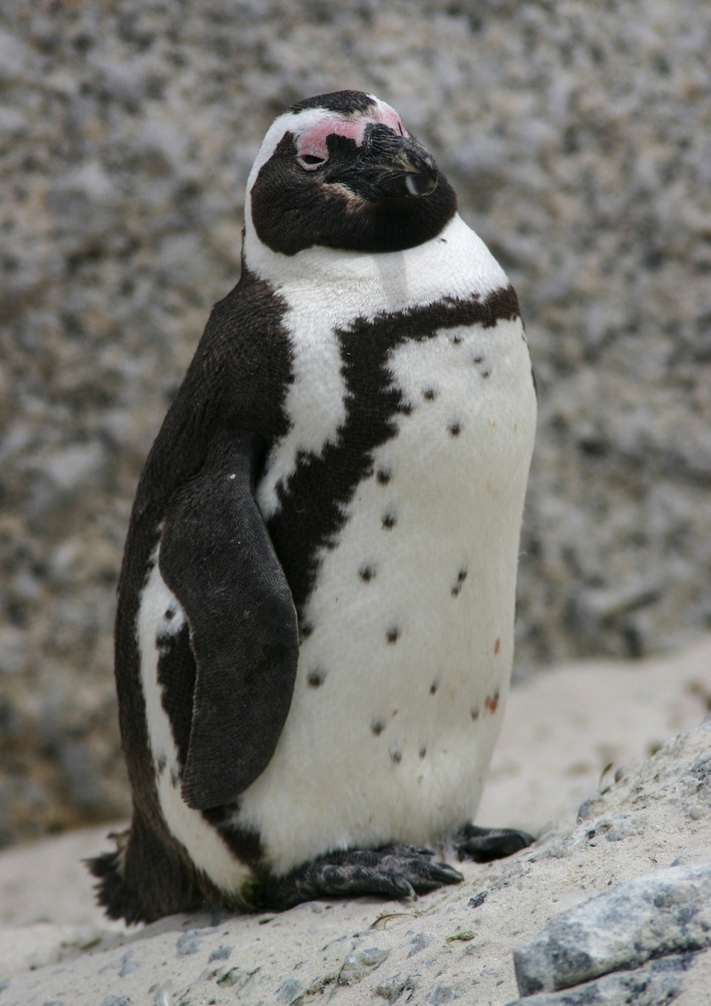 Humboldt Penguin South Africa