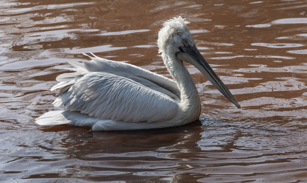 Dalmatian Pelican