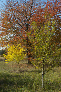 Три кольори