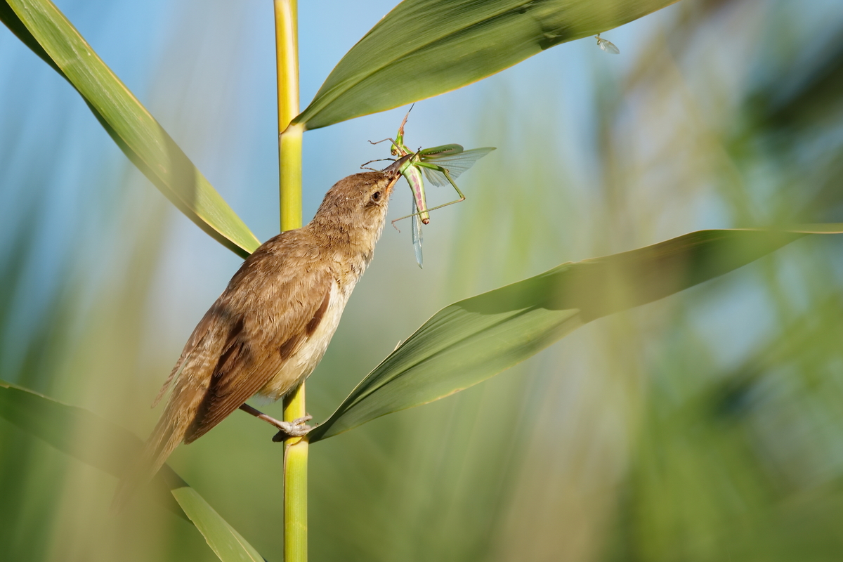 Завтрак камышевки.