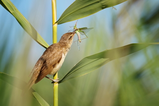Завтрак камышевки.