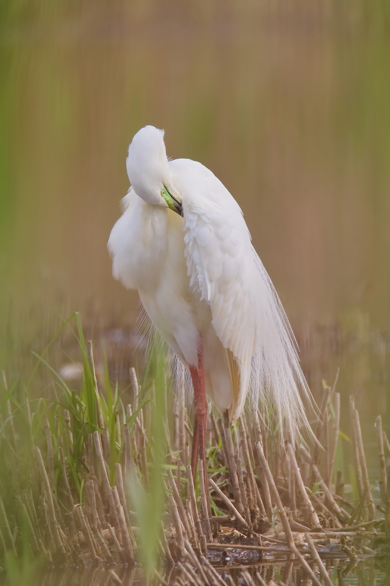 Чистка перьев.