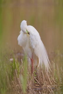 Чистка перьев.