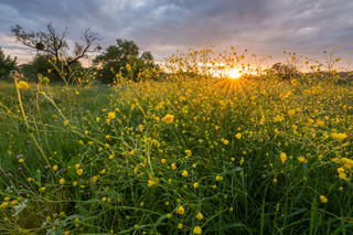 Весенняя роса