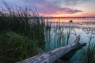 Болотистый берег Днепра