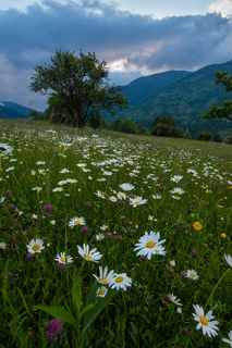 Летние цветы Карпат