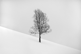 Lonely tree