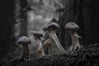 Mushrooms