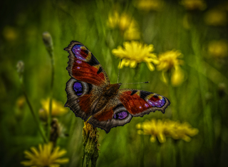 Peacock Butterfly