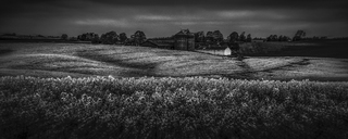 Field of Oilseed Rape