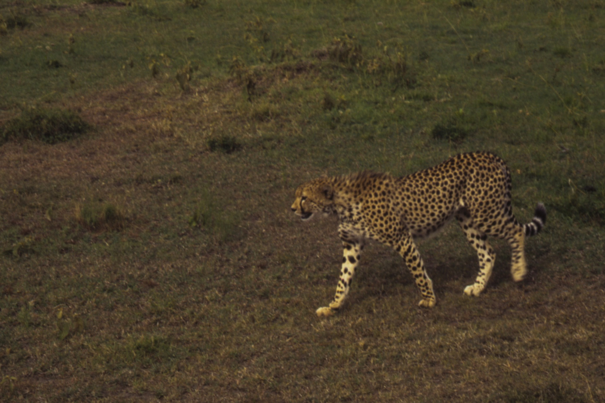 Cheetah in Masai Mara LR-53