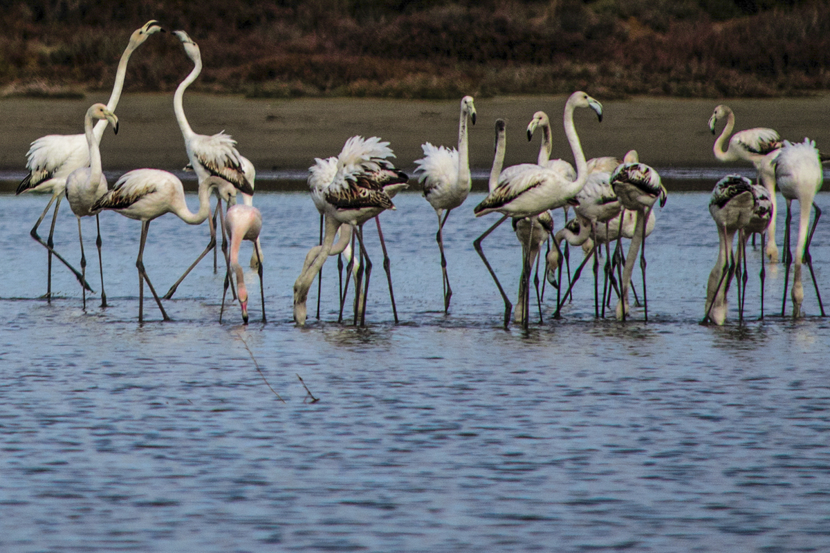 Love approach LR-0222