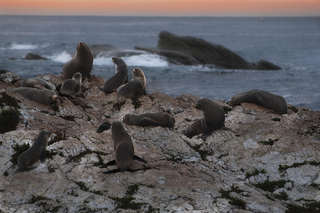 seals at sunrise