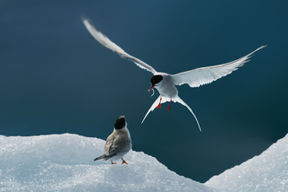 feeding arctic tern