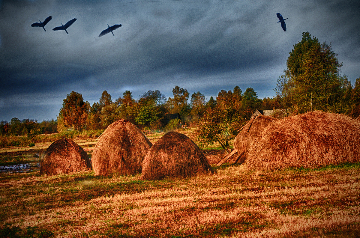 Осень. Журавли улетают