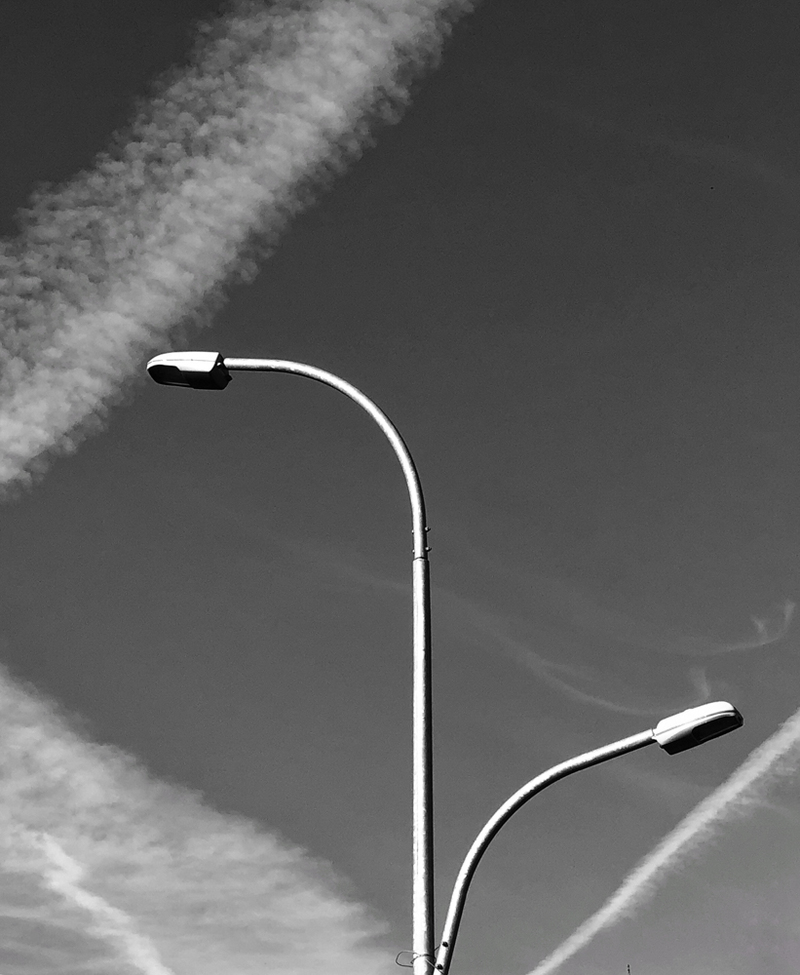 городской цветок