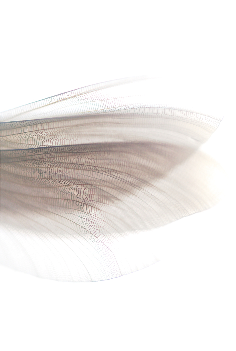Dragonflys wings