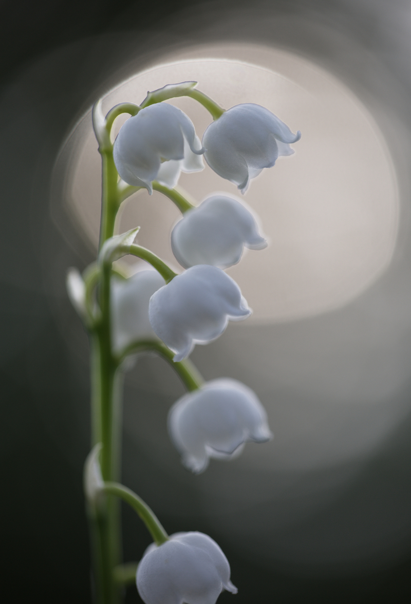 Lily of the valley